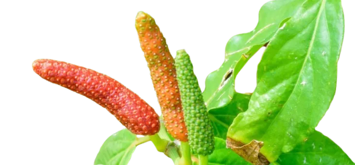 JAVANESE LONG PEPPER