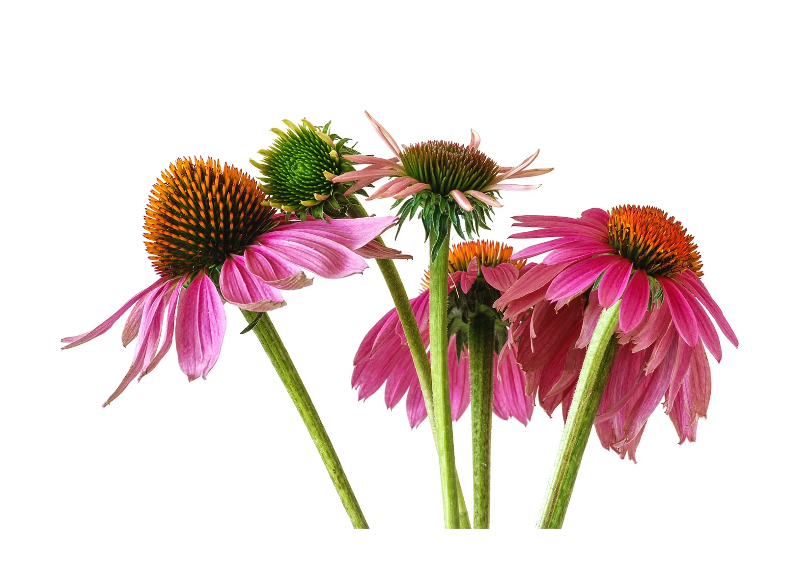 ECHINACEA